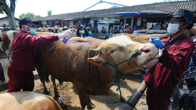 Petugas kesehatan hewan memeriksa kondisi kesehatan hewan kurban yang di jual di Pasar Hewan Sunggingan, Boyolali, Jawa Tengah, Jumat (10/8/2018). (Foto:  ANTARA FOTO/Aloysius Jarot Nugroho)