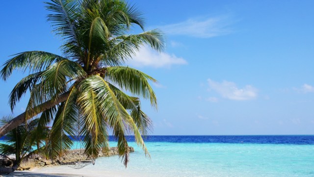 Pohon kelapa yang menjorok ke lautan semakin mempercantik pulau itu.
Foto: pixabay