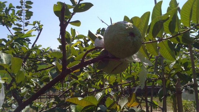Desa Pagerwesi Kecamatan Trucuk Bojonegoro Kembangkan Wisata Agro
