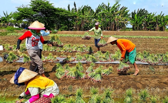 Petani Bawang Merah (Foto: Kementan)