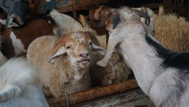 Permintaan hewan kurban, kambing dan sapi di Pasar Kambing, Jalan Sabeni, Tanah Abang, Jakarta meningkat. (Foto: Irfan Adi Saputra/kumparan)