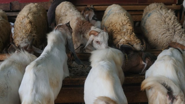 Permintaan hewan kurban, kambing dan sapi di Pasar Kambing, Jalan Sabeni, Tanah Abang, Jakarta meningkat. Foto: Irfan Adi Saputra/kumparan