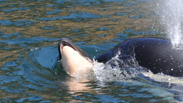 Foto 25 Juli 2018, paus orca J-35 membawa bayinya yang telah mati dengan dahi. (Foto: Ken Balcomb/Centre for Whale Research)