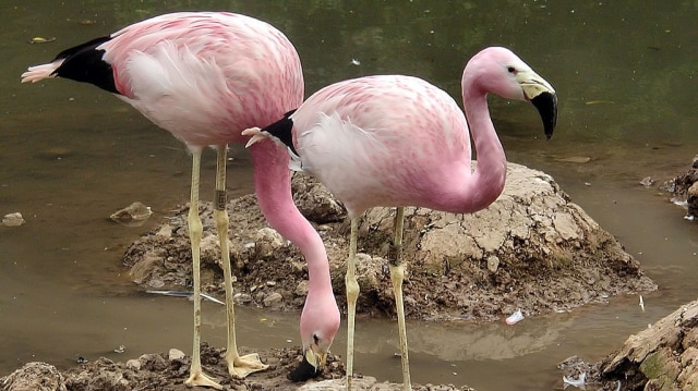 Andean flamingo atau Phoenicoparrus andinus di Wildfowl and Wetlands Centre di Slimbridge, Inggris. (Foto: Adrian Pingstone via Wikimedia Commons (Public Domain))