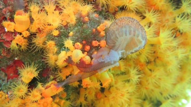 Koral Astroides calycularis memakan ubur-ubur Pelagia noctiluca. (Foto: Fabio Badalamenti/Italian National Research Council)