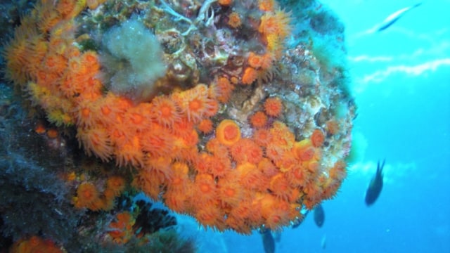 Koral Astroides calycularis memakan ubur-ubur Pelagia noctiluca. (Foto: tato grasso via Wikimedia Commons (CC BY-SA 3.0))