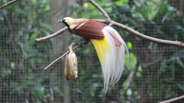 Ilustrasi burung Cendrawasih. (Foto: Wikimedia Commons)
