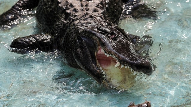 Ilustrasi aligator. Foto: REUTERS/Marko Djurica