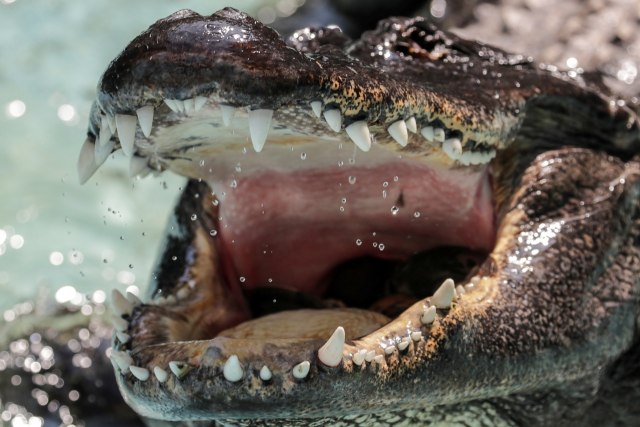 Aligator tertua di dunia Muja. Foto: REUTERS/Marko Djurica