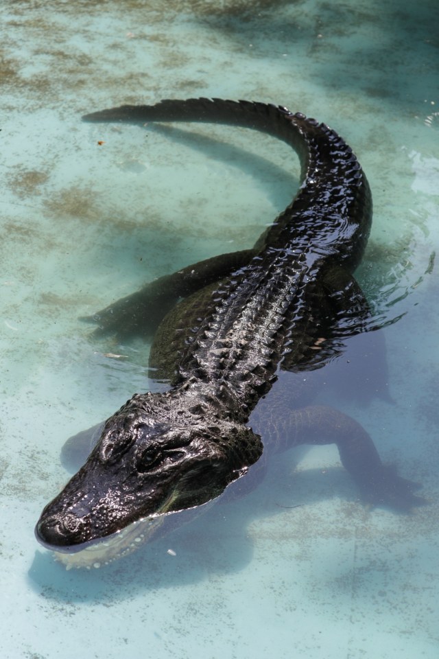 Aligator tertua di dunia Muja. Foto: REUTERS/Marko Djurica