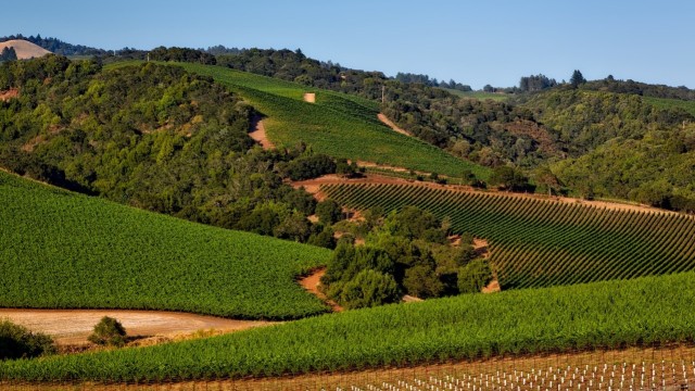 Perkebunan Anggur di Napa Valley, California (Foto: Pixabay)