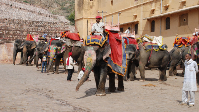 Gajah di Jaipur (Foto: Pixabay)