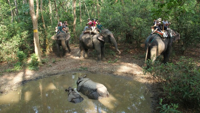 Wisata naik gajah di Nepal (Foto: Pixabay)