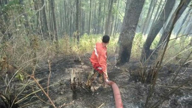 Kebakaran hutan di wilayah Tongging, Kabupaten Karo, Sumut (Foto: Istimewa)