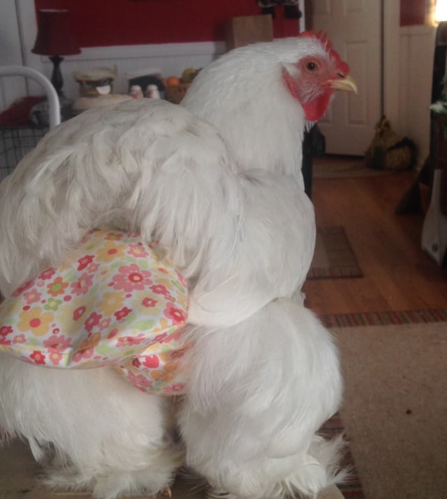 Popok untuk ayam. (Foto: Facebook/Pampered Poultry)