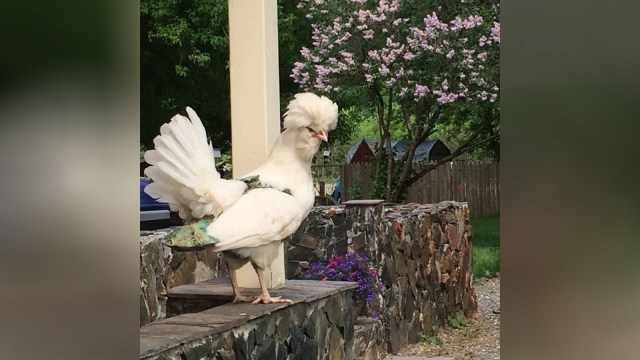 Popok untuk ayam. (Foto: Facebook/Pampered Poultry)