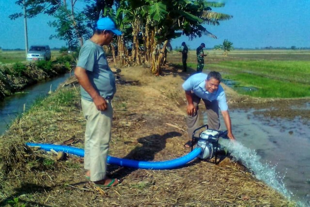 Pompanisasi Selamatkan Padi Sawah Di Karawang | Kumparan.com