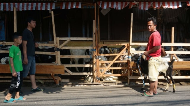 Ilustrasi tempat penjualan kambing. Foto: Jamal Ramadhan/kumparan