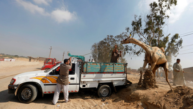 Pasar Unta di Kairo, Mesir (Foto: REUTERS/Amr Abdallah Dalsh)