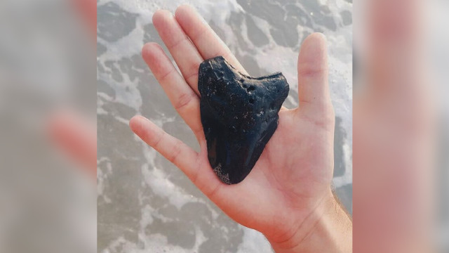 Gigi hiu Megalodon ditemukan di Pantai Wrightsville, North Carolina, AS. (Foto: @whatsupwilmington via Instagram)