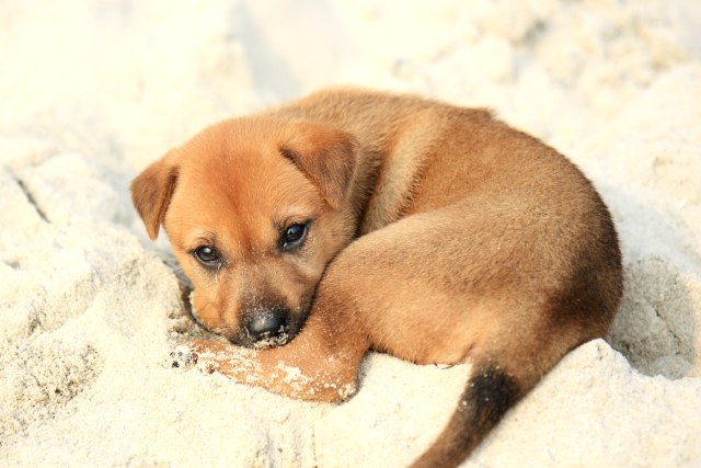Ketika Anak Anjing Dilahirkan Kumparan Com