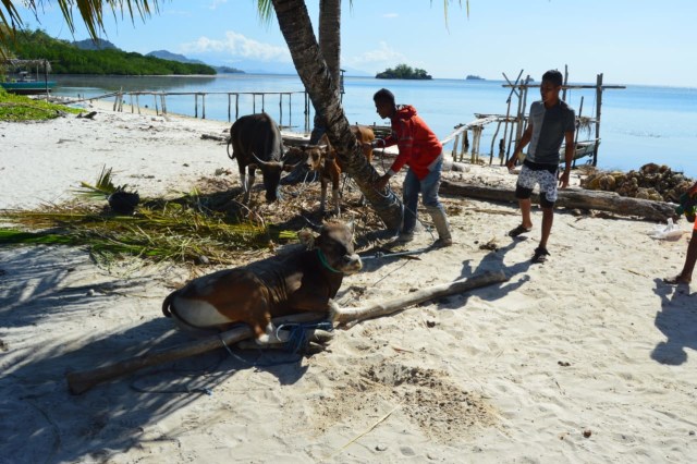 Dompet Dhuafa memberikan bantuan hewan kurban ke pulau seram (Foto: Bagas)