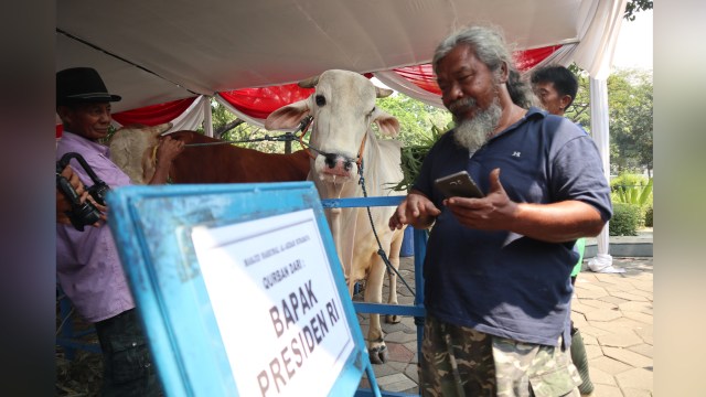 Sawiyan, Jual Sapi Jawaranya ke Presiden Jokowi, Selasa (21/8/2018). (Foto: Phaksy Sukowati/kumparan)