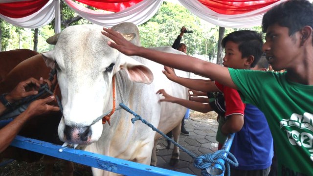 Sapi Jokowi dan Para Pejabat Jadi Hiburan Warga Dadakan di Surabaya, Selasa (21/8/2018). (Foto: Phaksy Sukowati/kumparan)