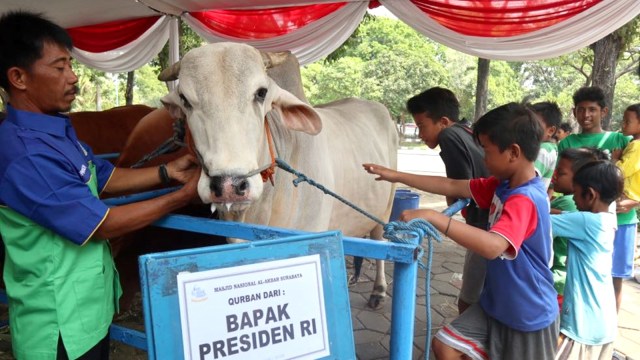 Sapi Jokowi dan Para Pejabat Jadi Hiburan Warga Dadakan di Surabaya, Selasa (21/8/2018). (Foto: Phaksy Sukowati/kumparan)