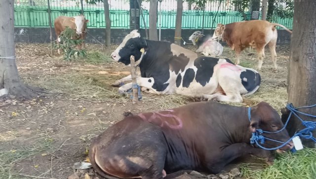 Sapi kurban di sekitar Masjid Istiqlal, Rabu (22/8/18). (Foto: Adim Mugni/kumparan)