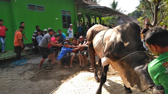Proses penyembelihan sapi milik Presiden Joko Widodo di Seyegan, Kab. Sleman. (Foto: Arfiansyah Panji Purnandaru/kumparan)
