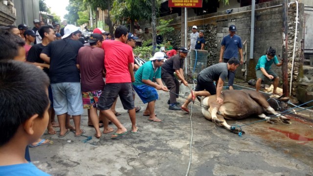 Masyarakat Hindu di Bali turut berpartisipasi berkurban Idul Adha, Rabu (22/8/2018). (Foto: Cisilia Agustina Siahaan/kumparan)