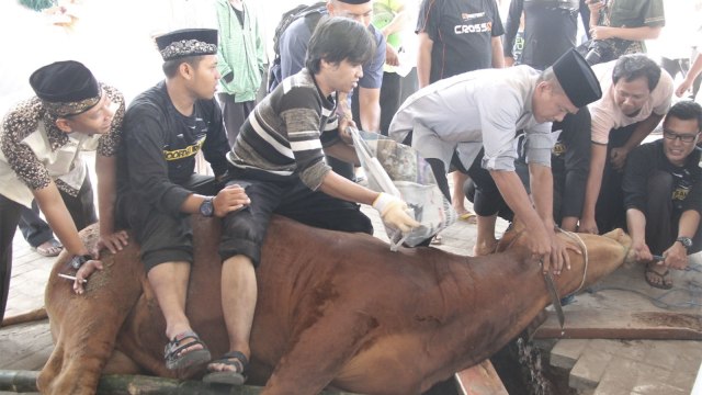 Kapolrestabes Surabaya Kombes Pol Rudi Setiawan menjadi penyembelih sapi kurban di Mapolrestabes Surabaya usai salat Idul Adha, Rabu (22/8/2018). (Foto: Phaksy Sukowati/kumparan)