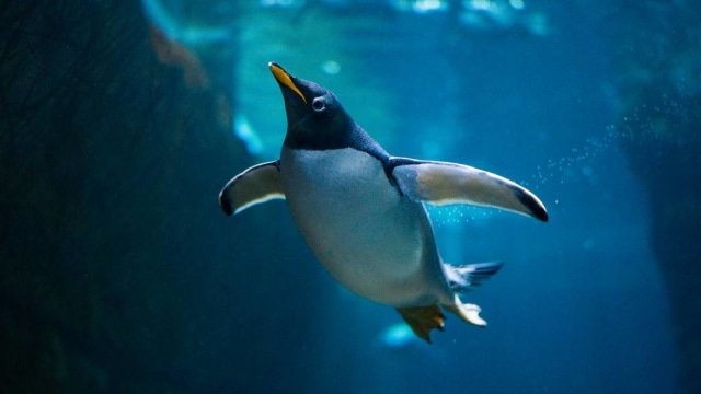 Penguin di di Loveland Living Planet Aquarium  (Foto: Mika Miller/Loveland Living Planet Aquarium)