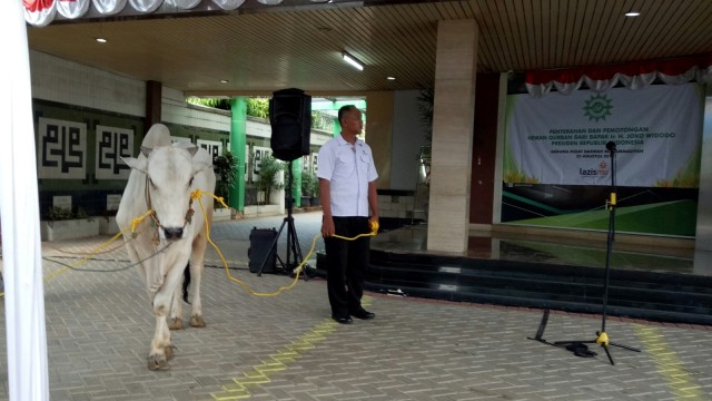 Presiden Joko Widodo akan menyerahkan sapi kurban ke PP Muhammadiyah. (Foto: Jihad Akbar/kumparan)