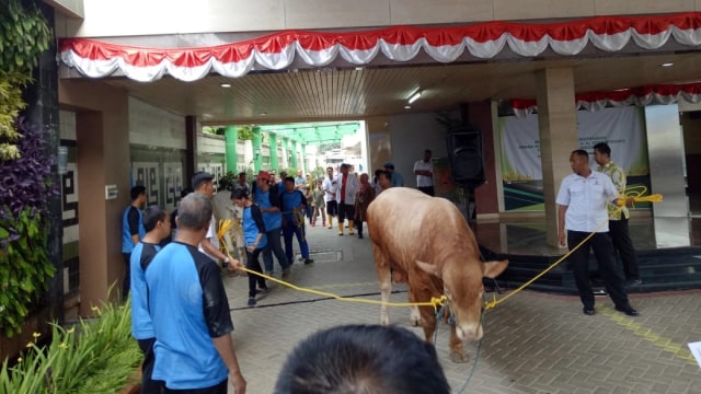 Presiden Joko Widodo menyerahkan sapi kurban ke PP Muhammadiyah. (Foto: Jihad Akbar/kumparan)