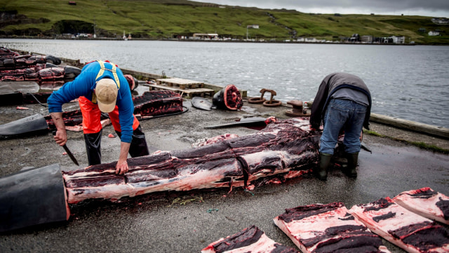 Bangkai paus yang diburu tergeletak di dermaga di Jatnavegur, Kepulauan Faroe, Denmark. (Foto: Mads Claus Rasmussen/Ritzau Scanpix/via Reuters)