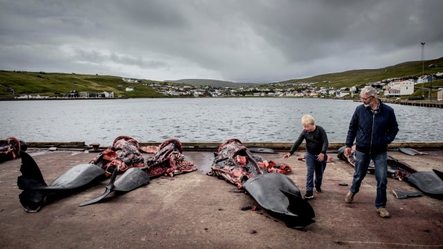 Bangkai paus yang diburu tergeletak di dermaga di Jatnavegur, Kepulauan Faroe, Denmark. (Foto: Mads Claus Rasmussen/Ritzau Scanpix/via Reuters)