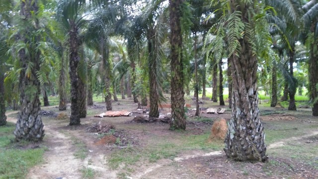 Rumah dan lahan sawit milik kader NasDem tersangka narkoba, di Sumut (23/08/2018). (Foto: Dok. BNN)