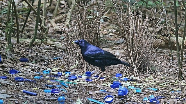 Burung namdur dengan sarangnya. (Foto: Joseph C Boone via Wikimedia Commons)