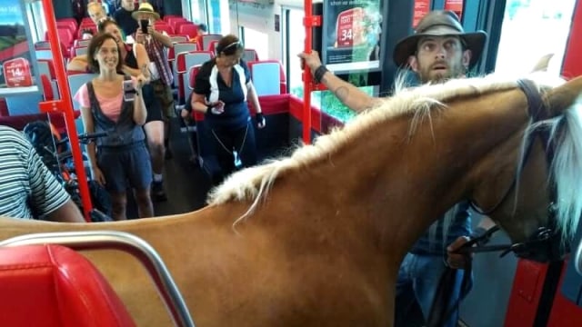 Pria di Austria ajak kudanya naik kereta komuter. (Foto: Twitter/@ICCzermak)