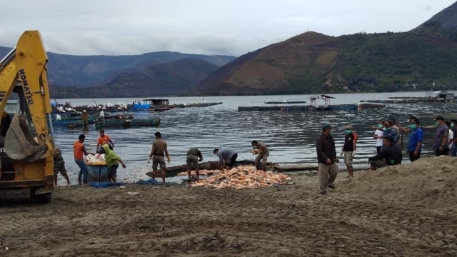 Kematian massal ikan di Kabupaten Samosir. (Foto: Instagram/@pemkabsamosir)
