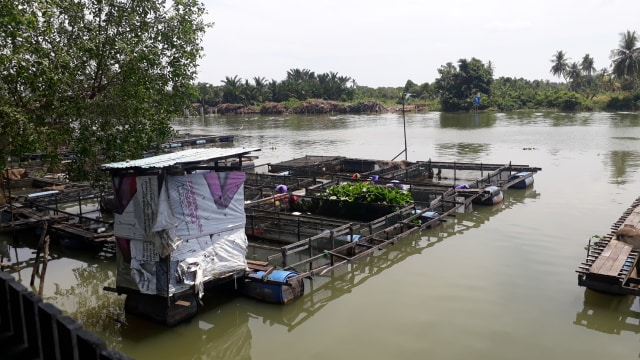Kadar Asin Meninggi, Petambak Ikan di Sungai Martapura Cemas