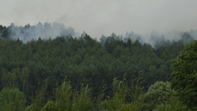 Upaya pemadaman kebakaran hutan di Jerman (Foto: AFP/John Macdoughall)