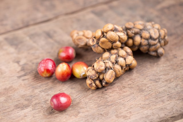 Ilustrasi kopi luwak Foto: Dok. Shutterstock