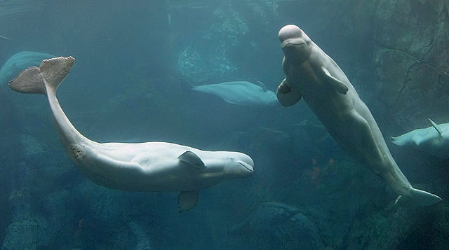 Paus beluga. (Foto: Diliff via Wikimedia Commons)