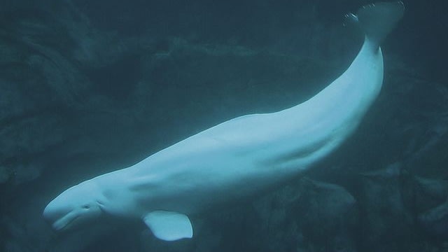 Paus beluga. (Foto: Greg Hume via Wikimedia Commons)