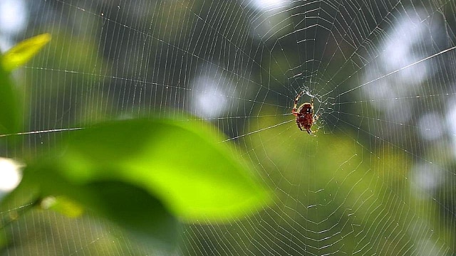 Jaring Laba-laba. (Foto: Commons Wikimedia)