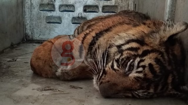 Harimau yang Ditangkap di Padang Direhabilitasi di Dharmasraya