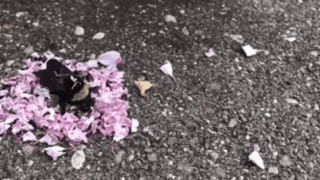 Ritual pemakaman lebah madu. (Foto: Sunny Mon via YouTube.)